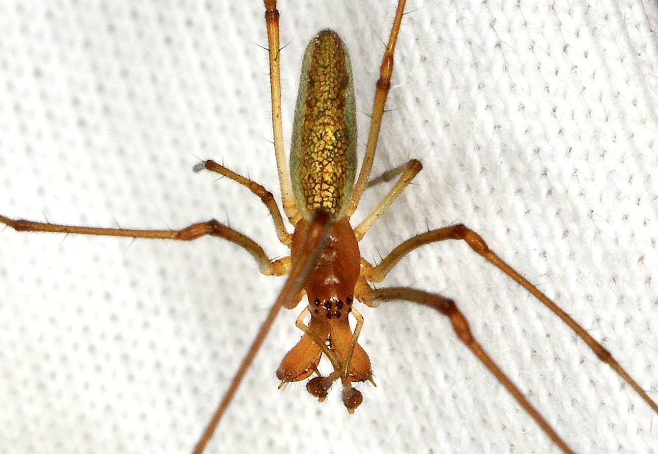 Maschio di Tetragnatha sp. - Borella (FC)